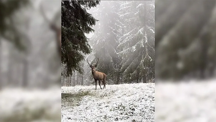 Bolu’da karlı ormanda yürüyen kızıl geyik kamerada