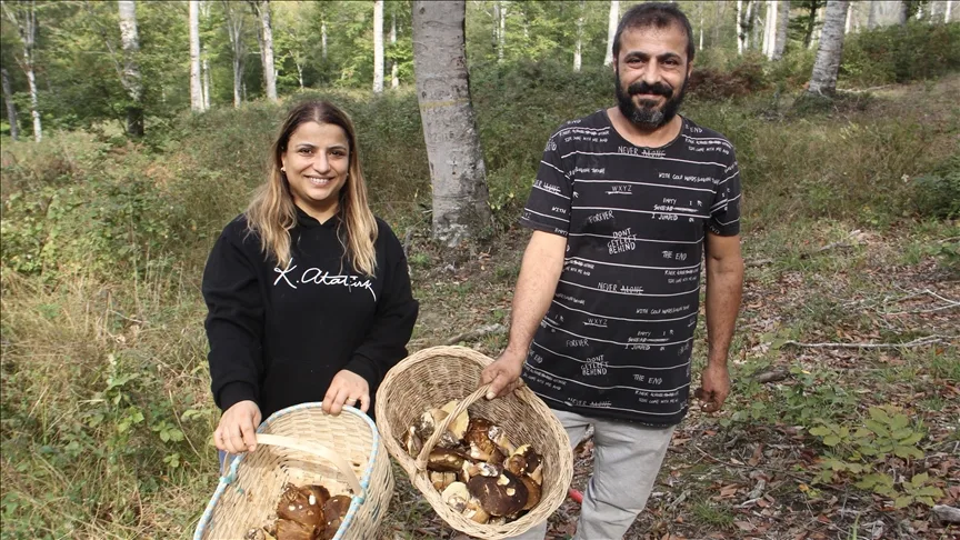 Sinop’ta “fesleğen mantarı” yöre halkına gelir kapısı oluyor