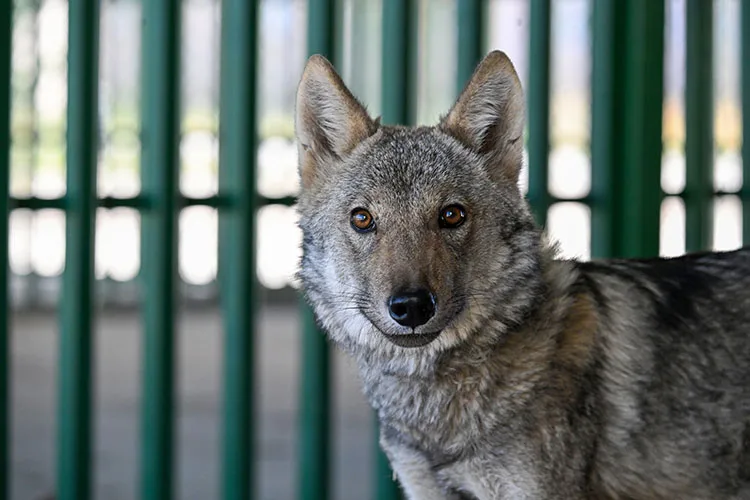 Bir evde alıkonulan kurt koruma altında