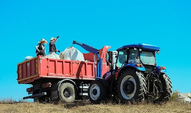 1.140 dekarlık alanda biberiye zamanı