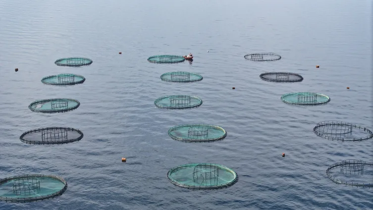 Karadeniz’den 31 ülkeye 278,7 milyon dolarlık su ürünü ihracatı