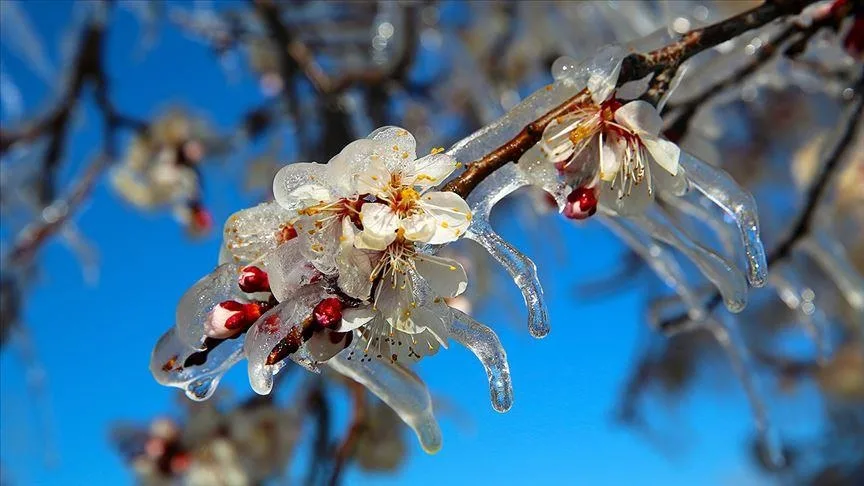 İç Anadolu’nun doğusu için zirai don uyarısı