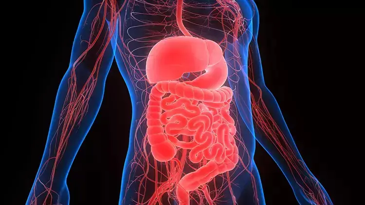 Sindirim Sistemi Nasıl Çalışır?
