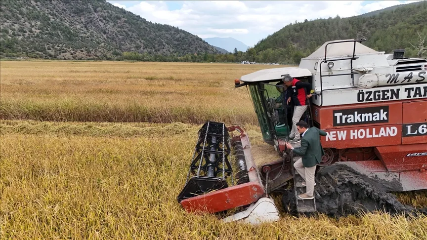 Kastamonu’da Dezavantajlı Alanlar Projesi kapsamında ekilen çeltiğin hasadı başladı