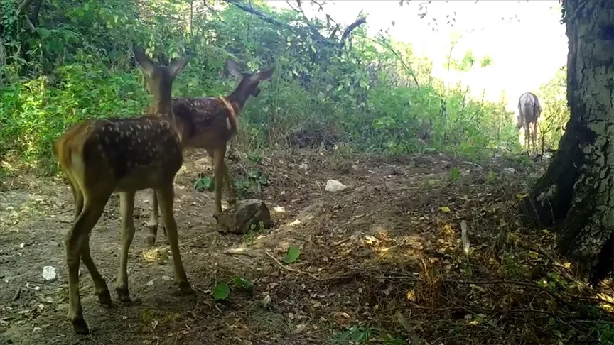 Uludağ’da kızıl geyik ailesi fotokapanla görüntülendi