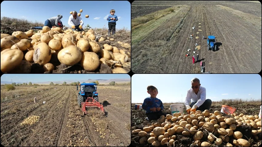 Kars’ta hava erken soğuduğu için toprak donmadan patatesler el birliğiyle hasat ediliyor