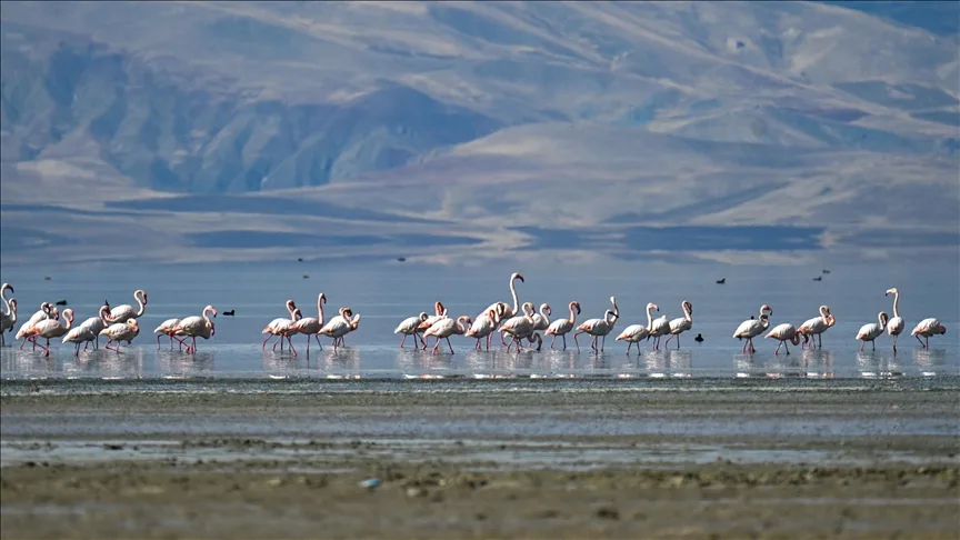 Van’daki Erçek Gölü 30 yılda 6 kilometrekare alan kaybetti