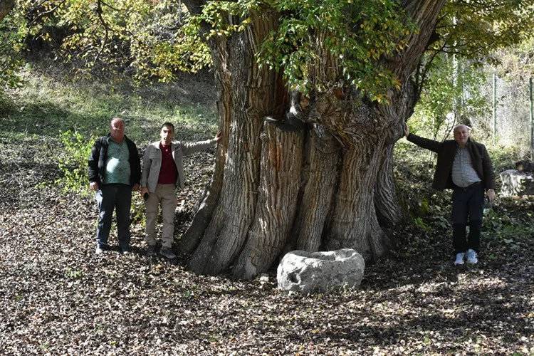 Artvin anıt ağaç zenginliğiyle öne çıkıyor