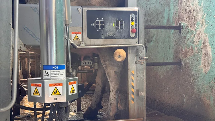 Robotla sağılan inekler özel yemle ödüllendiriliyor