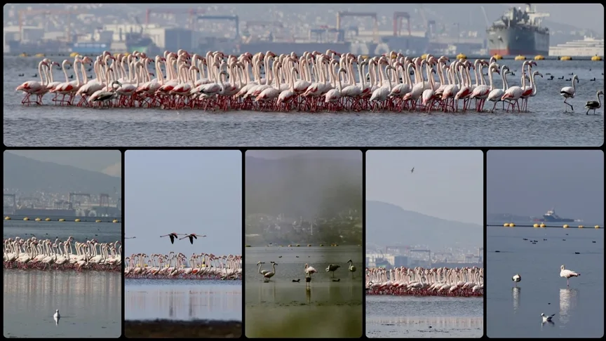 İzmit Körfezi’ndeki dip çamuru temizliği biyoçeşitliliği artırıyor