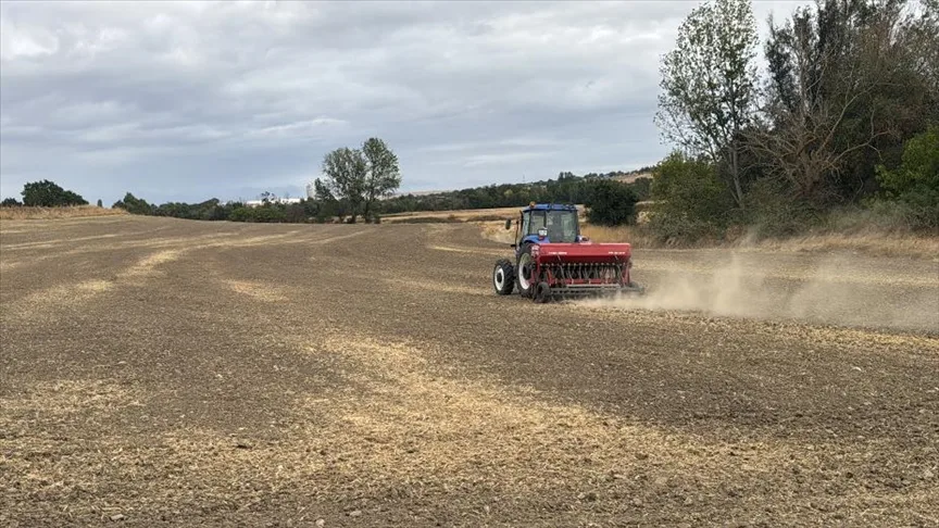 Edirne’de ayçiçeğinden istediği verimi alamayan çok sayıda üretici kanolaya yöneldi