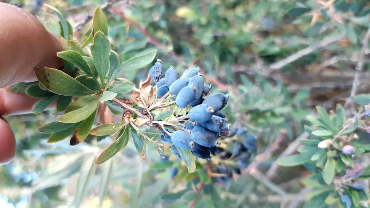 Türkiye’de değeri bilinmiyor