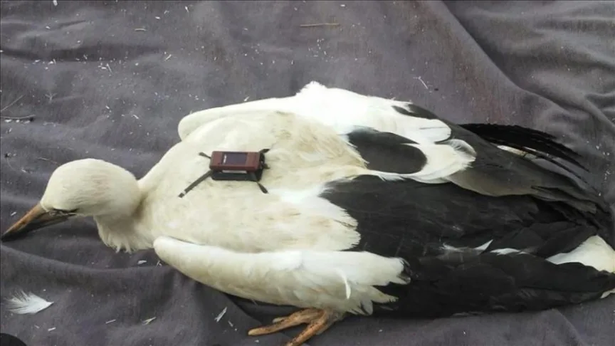 “Karahacılı” leylek, 3 yılda yaklaşık 22 bin kilometre katetti