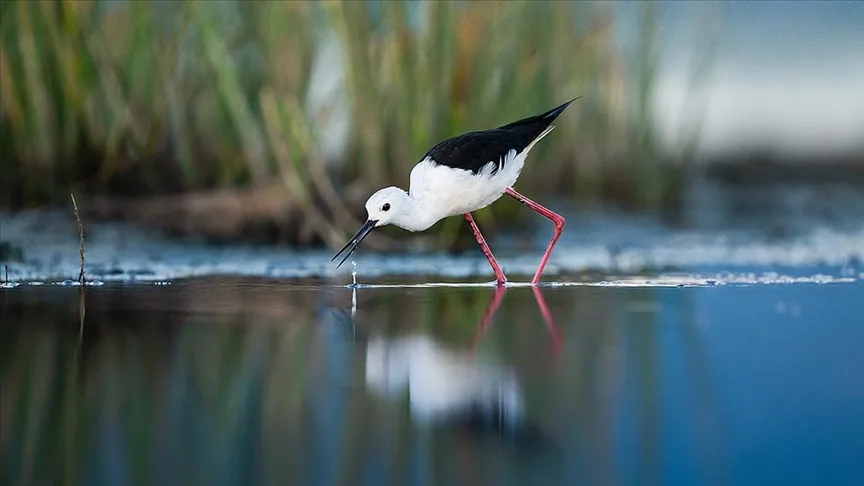 Uzunbacaklar göç yolunda