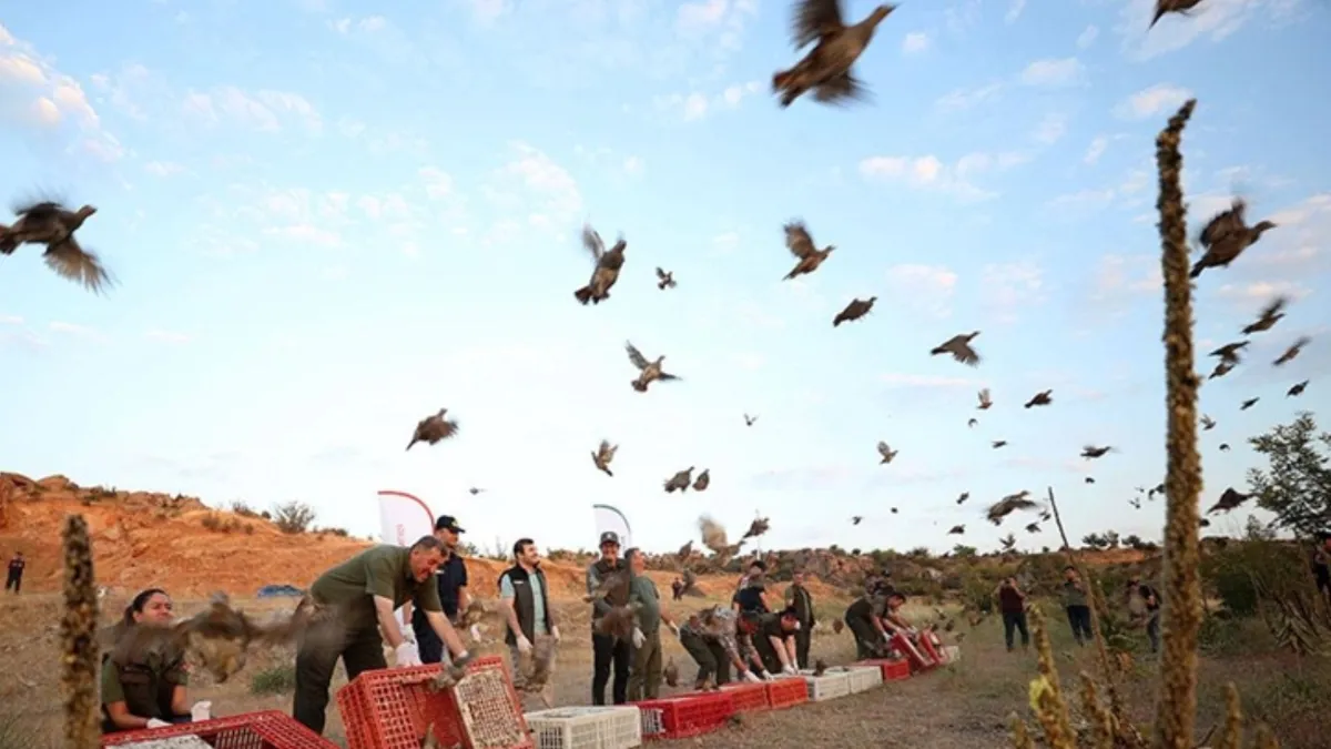 Doğada 982 bin 892 keklik ve sülünle kene mücadelesi
