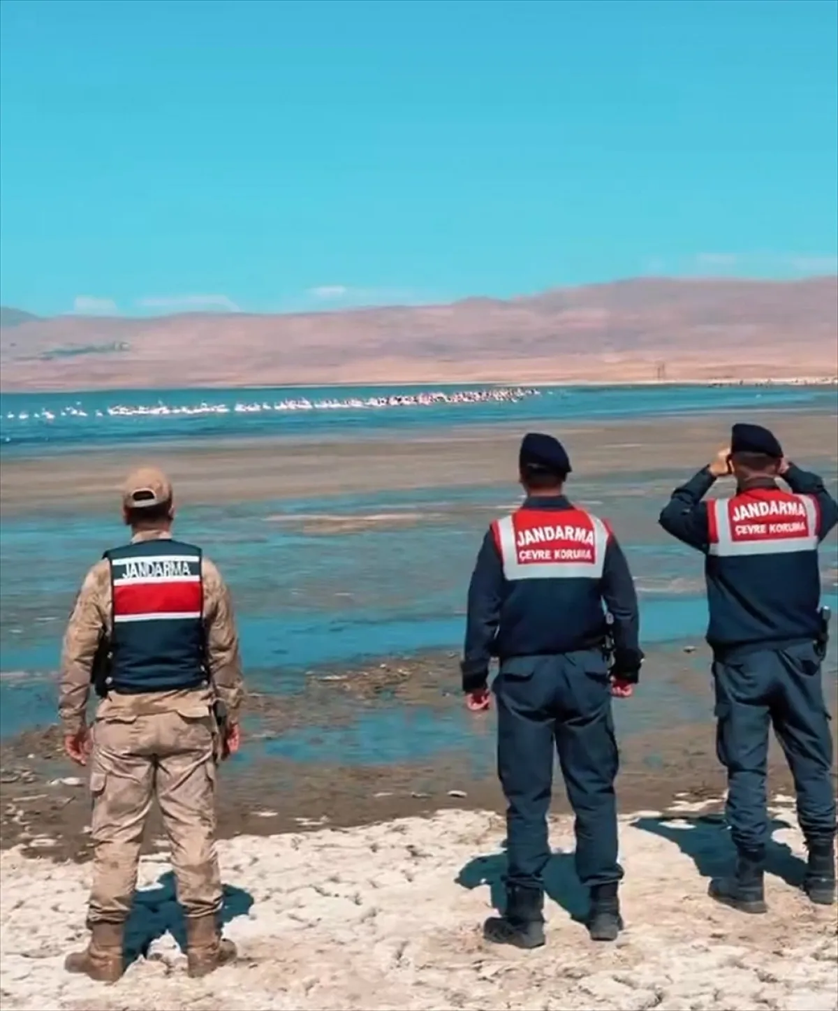Van’da flamingolar jandarmaya emanet