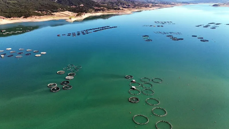 Almus Barajı’nda yetiştirilen balıklar, Avrupa ve Rusya’ya ihraç ediliyor