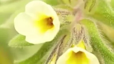 Amasya’da endemik bitki, yeni yaşam alanına taşındı