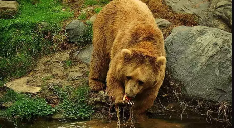 Popülasyonu 5 kat artan ayılar kontrol altına alınmalı