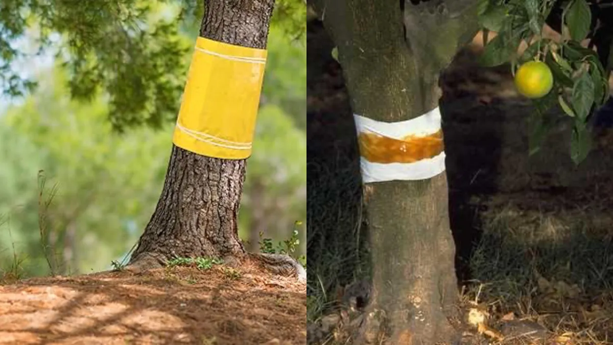 Sonbaharda bahçıvanlar ağaçların gövdesine kağıt yapıştırıyor: İşte sebebi