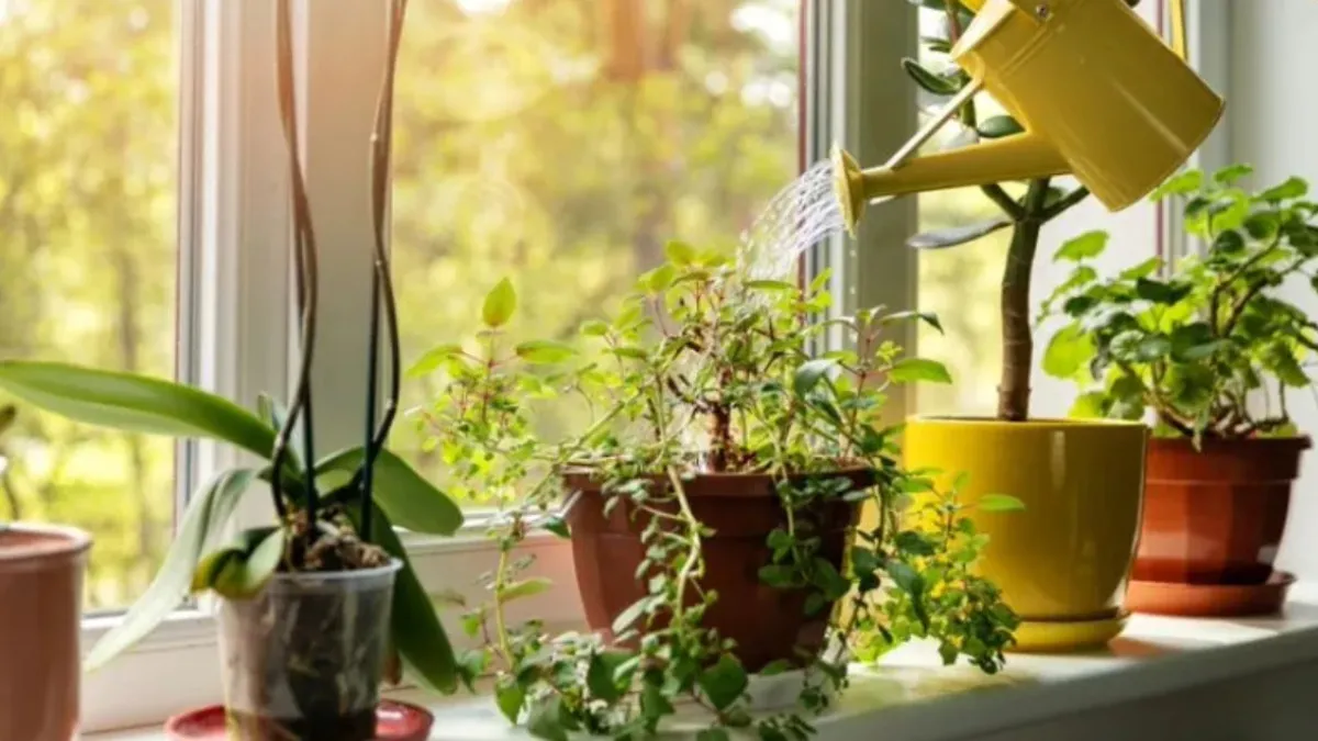 Uzmanlardan uyarı: Bu bitkiyi evde tutmak olumsuz etkiliyor