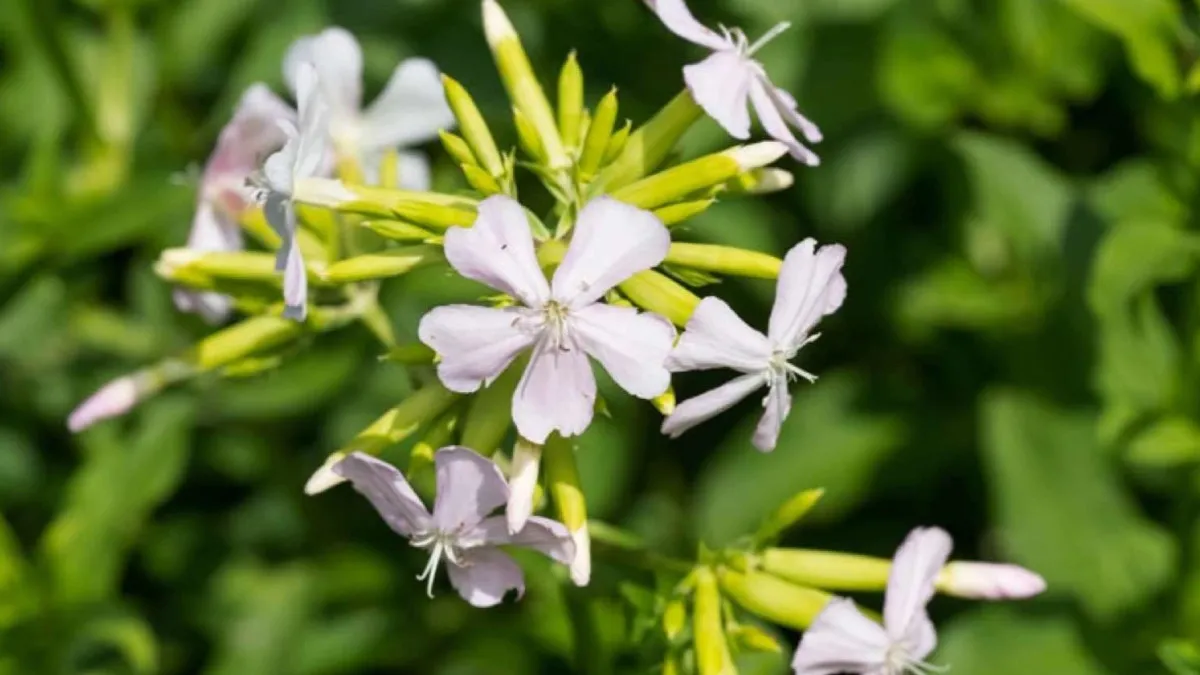 Anadolu’nun şifalı otu: Hem evi hem bedeni arındırıyor