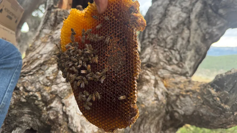 Kovanlarından kaçan arıların yaptığı bal, 5 bin liraya satılıyor