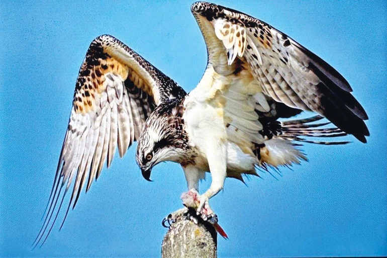‘Balık kartalı’ Uluabat’ta avlandı