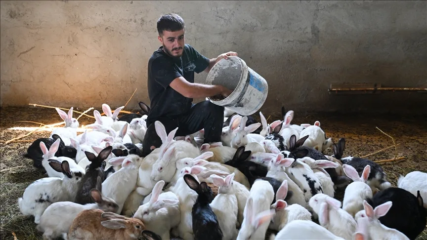 Vanlı genç kurduğu çiftlikte Yeni Zelanda ırkı etlik tavşan yetiştiriyor