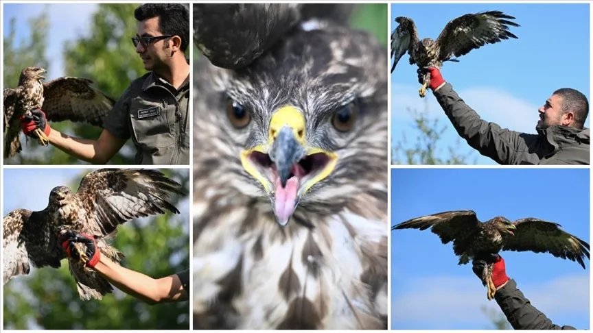 Elektrik akımına kapılarak felç geçiren kızıl şahin uzman ellerde iyileşti