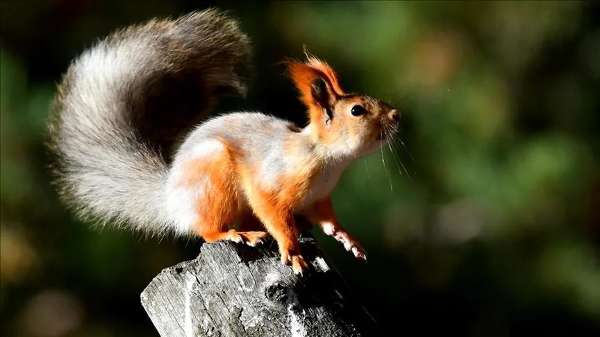 Kızıl sincap ve ağaçkakanlar yaşam alanlarında görüntülendi