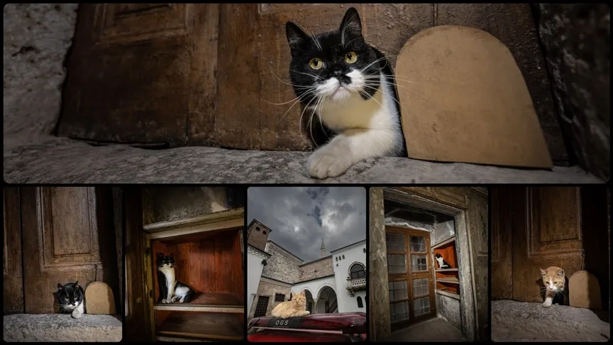 Topkapı Sarayı’nın kedi kapısı, Mülayim’in torunu “Şerbet”le yeniden hayat buldu