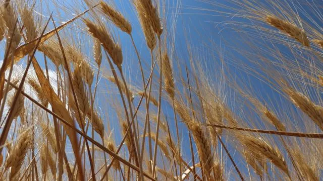 Türkiye’nin hububat ve bakliyat ihracatı yılın 9 ayında arttı