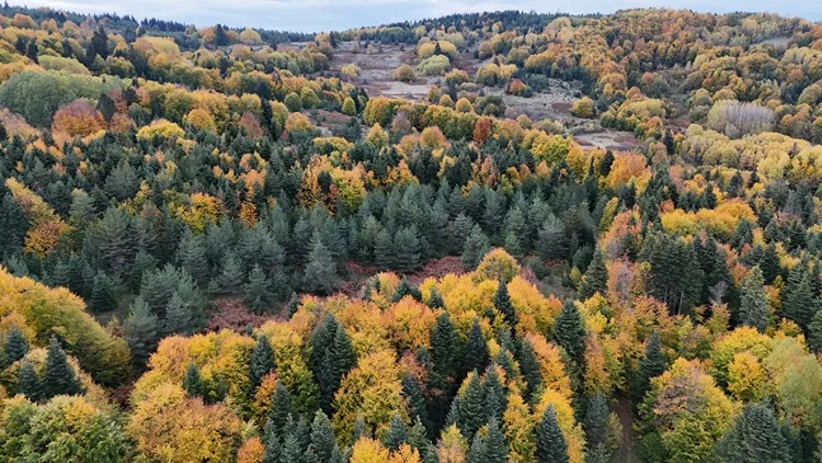 Sinop’ta sonbahar renkleri hakim oldu