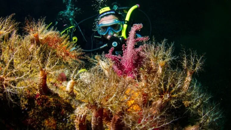 İstanbul’un 9 canı tehlike altında