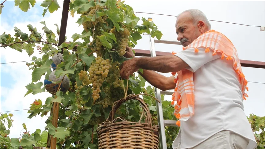 Antalya’nın margaz üzümünde hasat mesaisi sürüyor