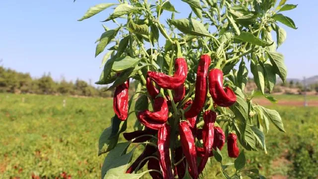 Biber ihracatının yüzde 71’i Batı Akdeniz’den