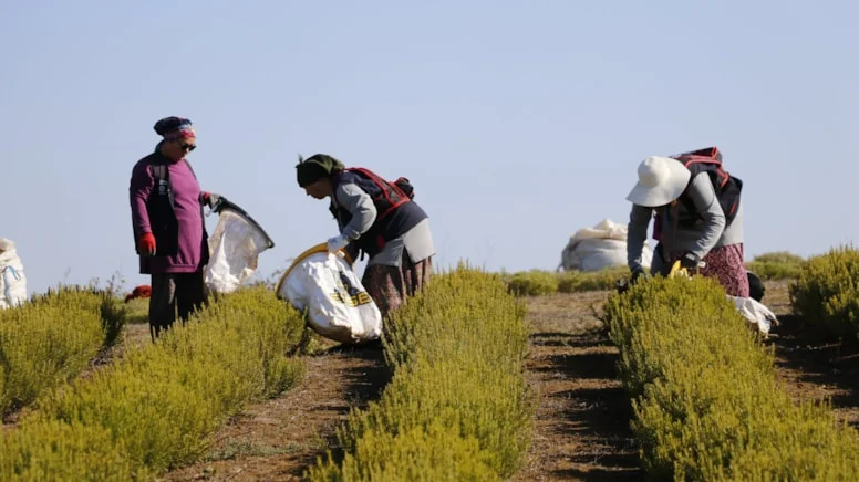 Türkiye’nin tarladan şişeye uzanan şifası