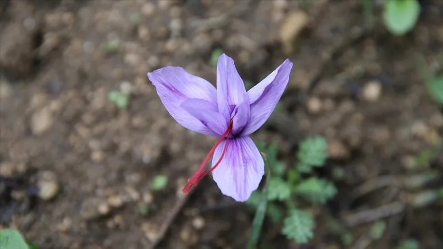 Karabük’te ekilen “mucize bitki” safran çiçek açtı