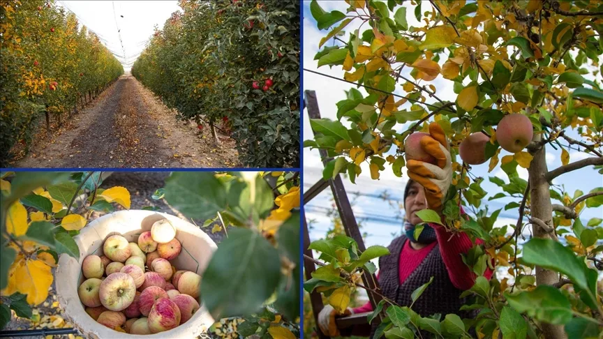 Karaman’da sezonun son elmaları özenle hasat ediliyor