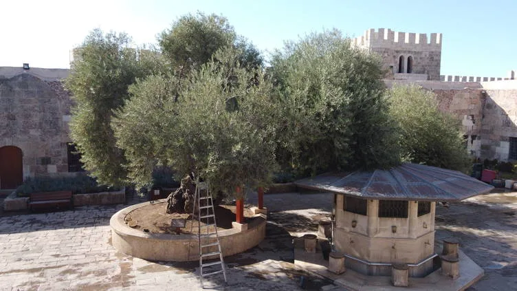 Tarihi caminin avlusundaki 1358 yaşındaki zeytin ağacında hasat zamanı