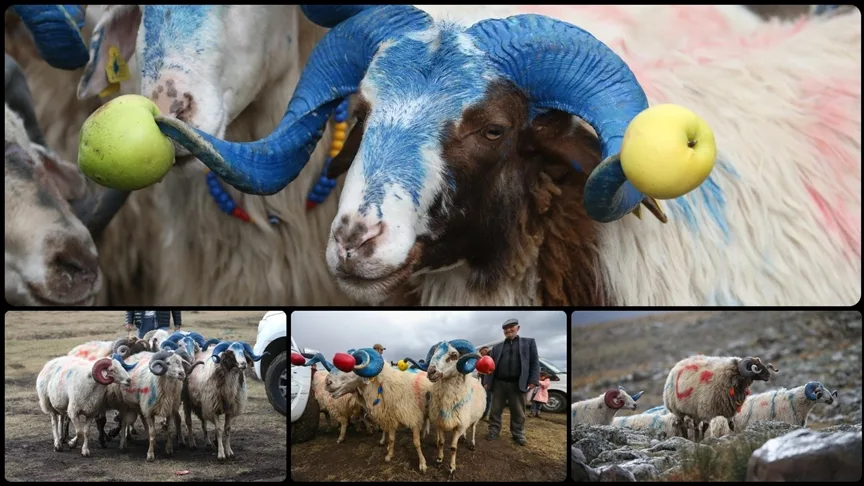 Kars’ta süslenen koçlar “çoban bayramı”yla sürüye katılıyor