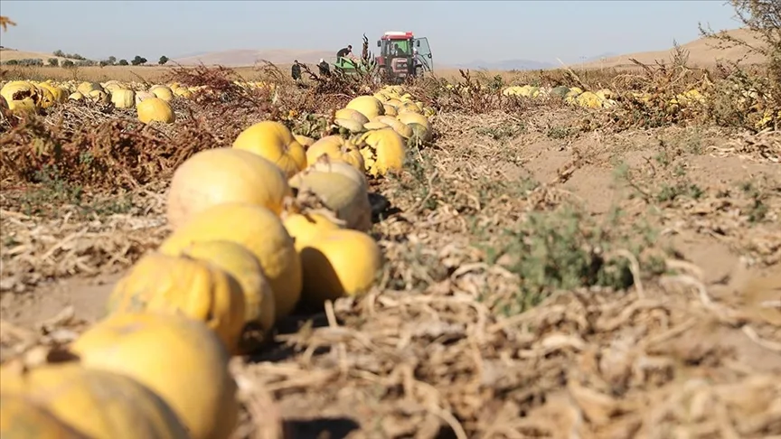 Nevşehir’in tescilli kabak çekirdeğinde ekim alanı ve ihracat arttı