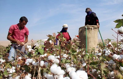 Beyaz altında hasat başladı! 1,5 milyon tonu aşması bekleniyor