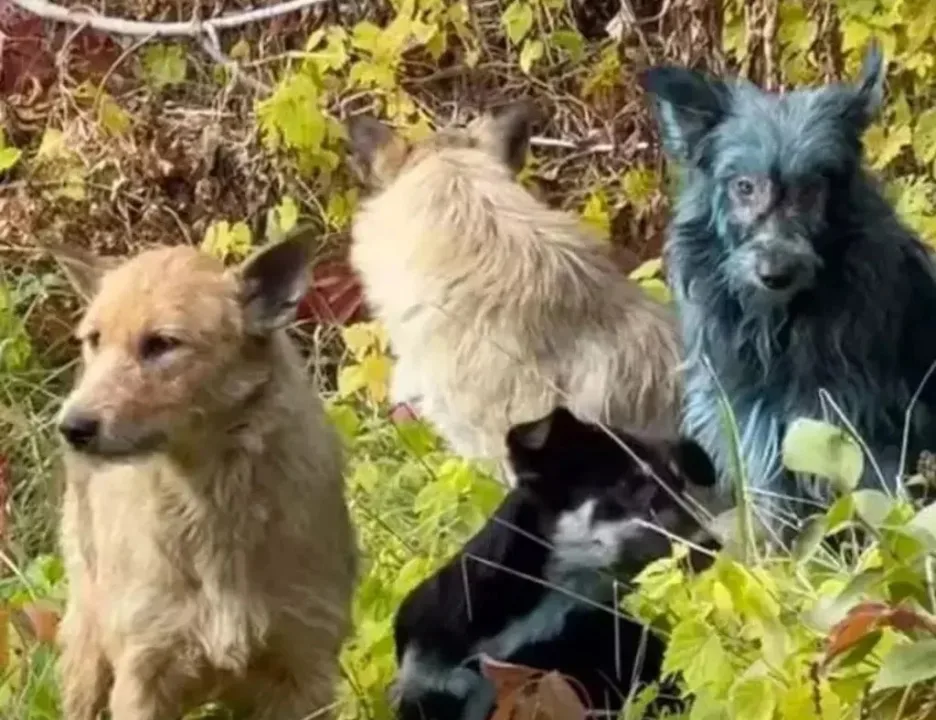 Çernobil’de Köpekler mavi renge döndü, bilim adamları da şaştı kaldı!