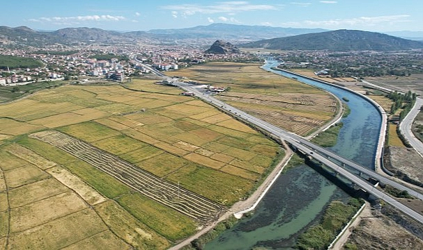 Çorum’un Osmancık İlçesinde Çeltik Hasadı Başladı