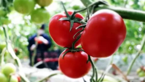 Tarlada 6 lira olan domates sofrada 40 lira