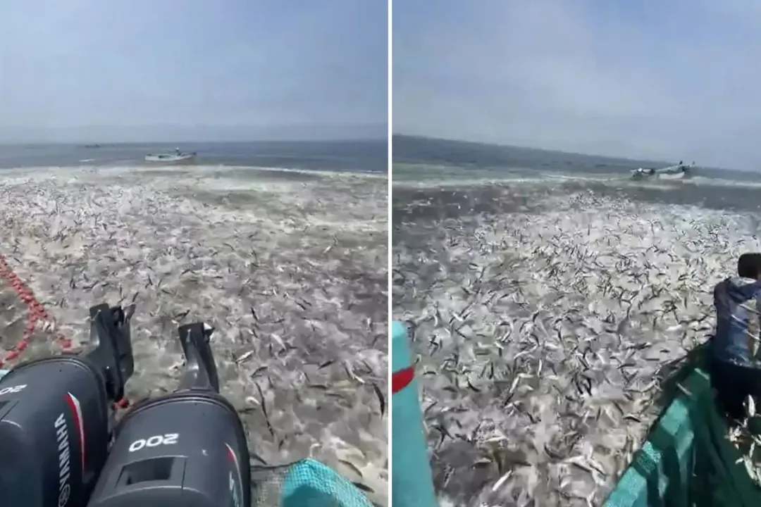Deniz resmen balık kaynıyordu.. ağ kısa sürede binlerce balıkla doldu!..