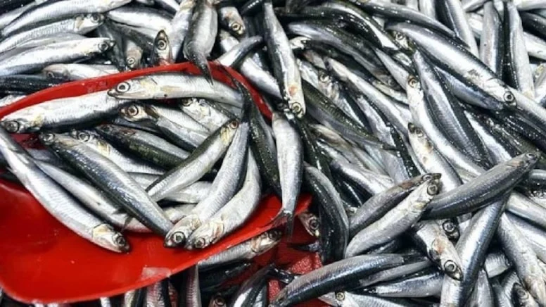 Sinop’ta hamsi bereketi: 150 liradan satılıyor