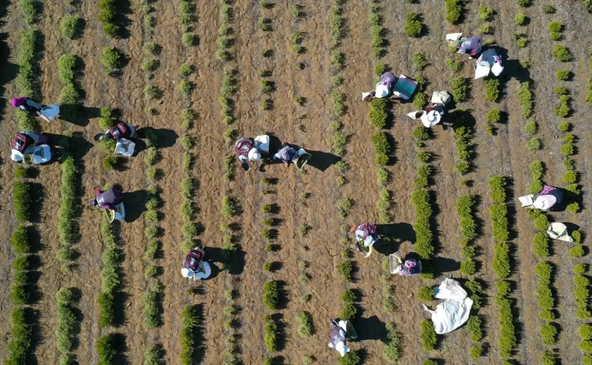 Kocaeli’de Biberiye Hasadı Yükseliyor